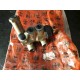 CORRETTORE FRENATA ALFAROMEO 33 ALFASUD SPRINT ORIGINALE 60501629 - 60537068